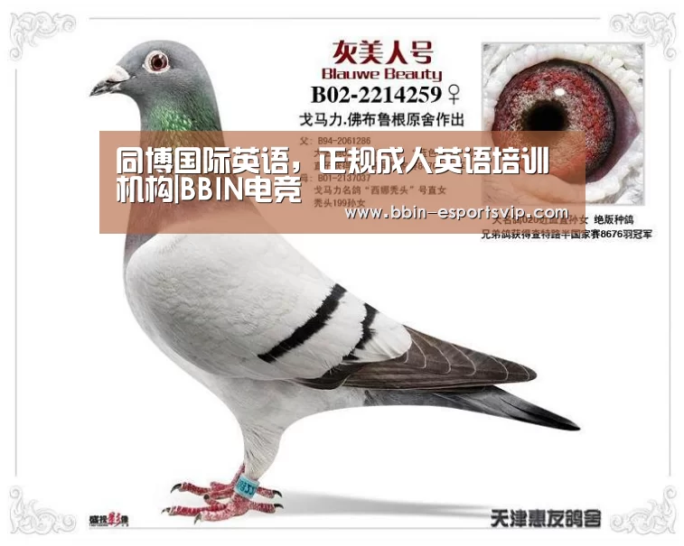 BBIN电竞